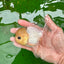 Oranda macho de ojos de botón de cabeza de limón de grado A, único, de 4 a 4,5 pulgadas, n.º 0906OR_28