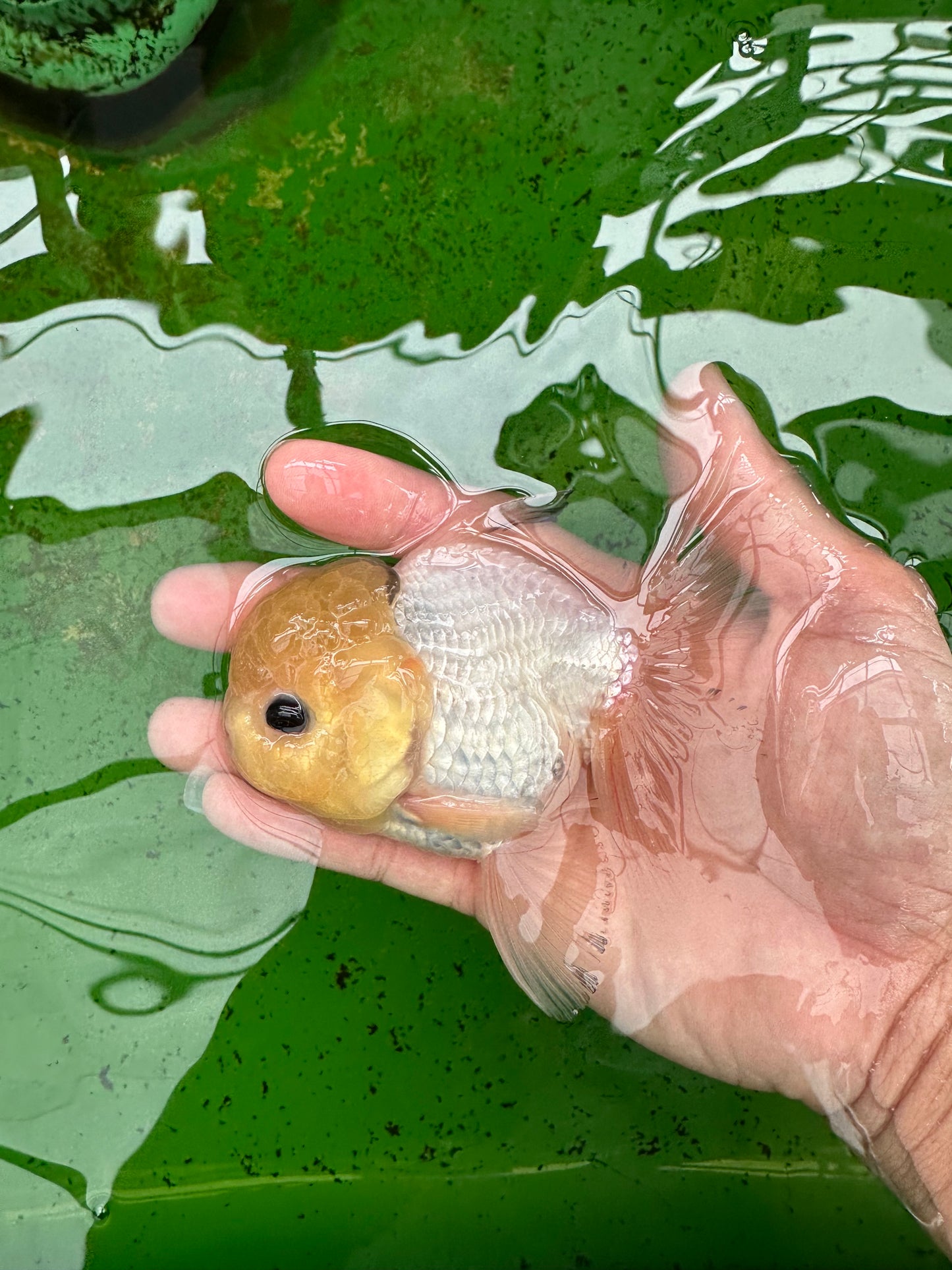 Oranda macho de ojos de botón de cabeza de limón de grado A, único, de 4 a 4,5 pulgadas, n.º 0906OR_28