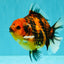 AAA Grade Tiger Yuanbao Male 4.5-5 inches #071026YB_16
