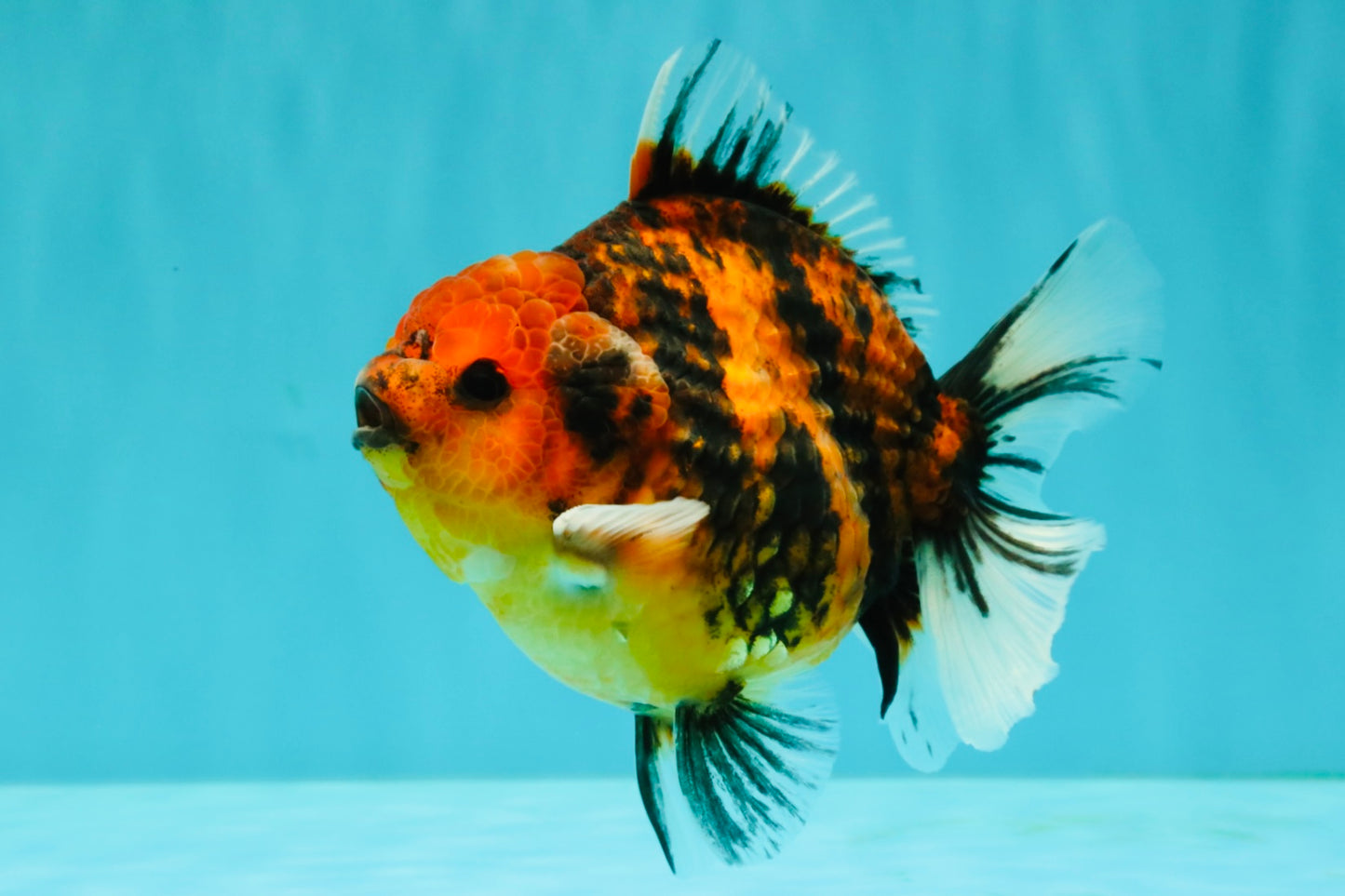 AAA Grade Tiger Yuanbao Male 4.5-5 inches #071026YB_16