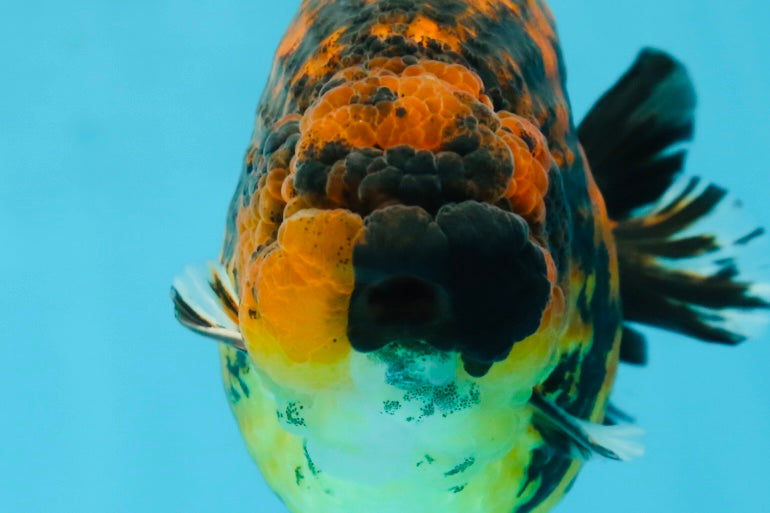 AAA Grade Tiger LionKing 5 inches #052325LC_18