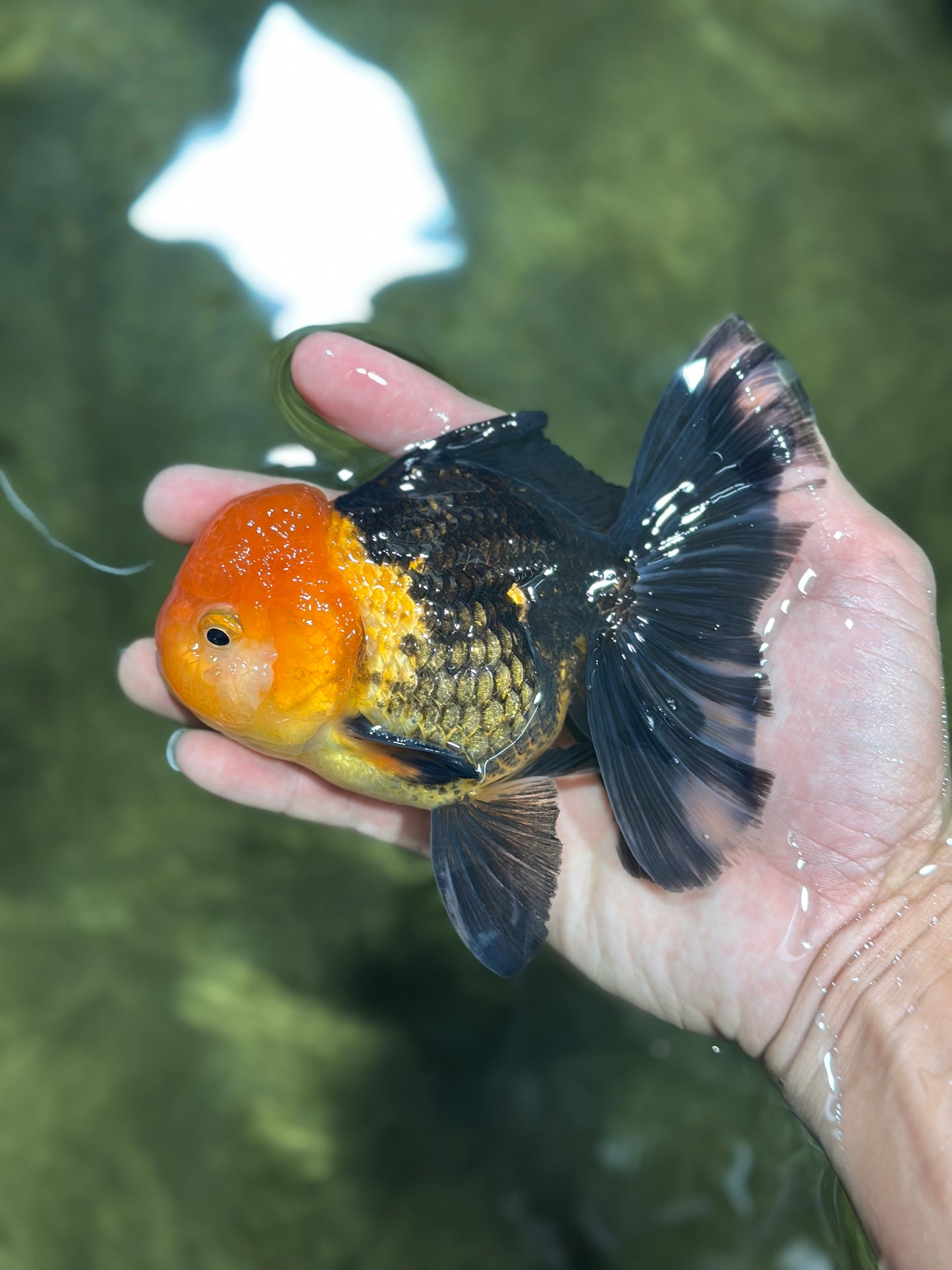 AAA Grade Red Head Apache Oranda Male 5-5.5 inches #112924OR_20