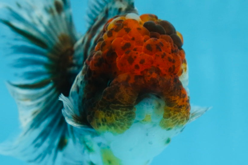 A Grade CHUBBY Calico Kirin Oranda Male 5.5  inches #091225OR_10