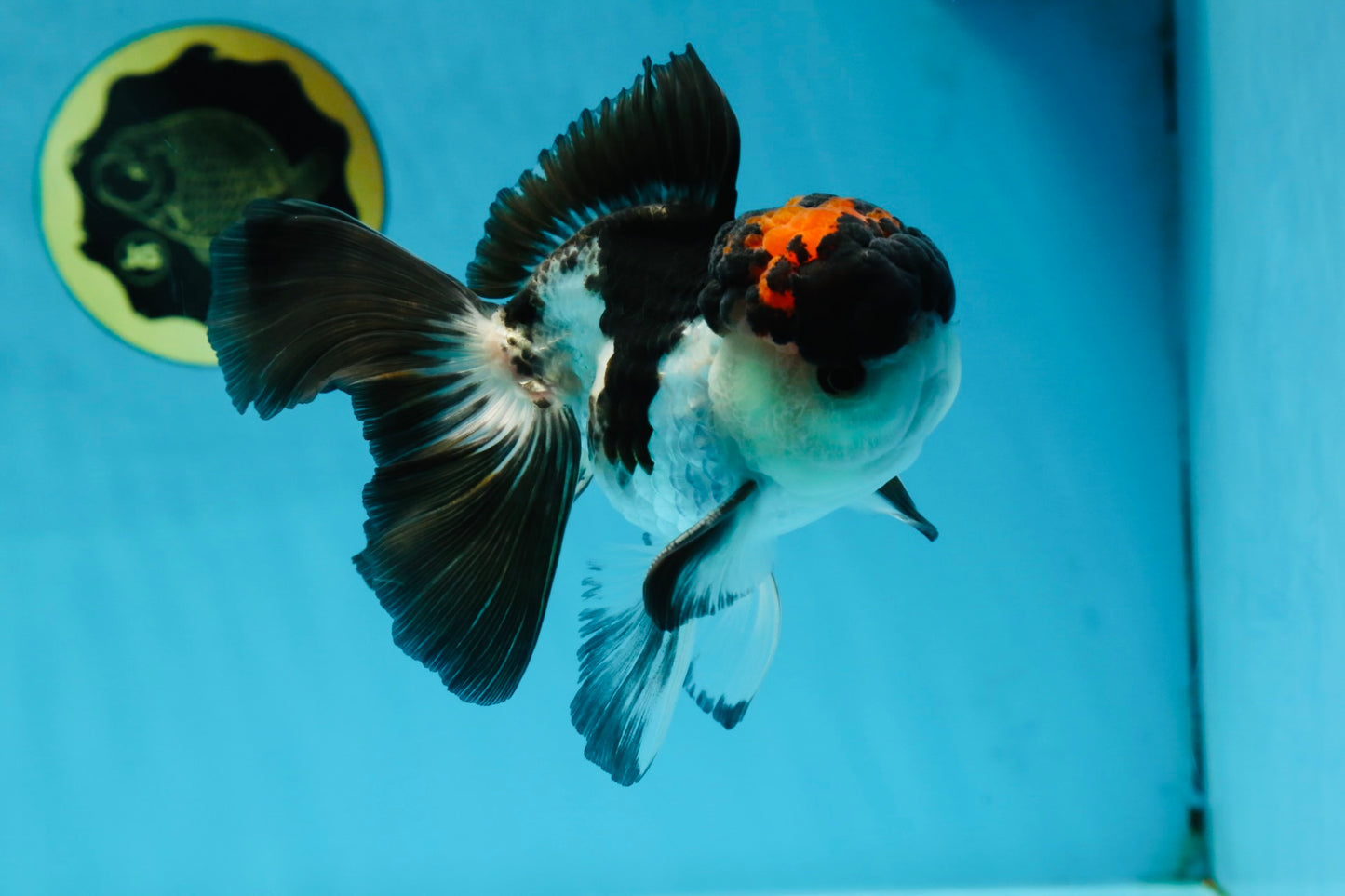 Lava Tricolor Oranda Male 5-5.5 inches #053025OR_20