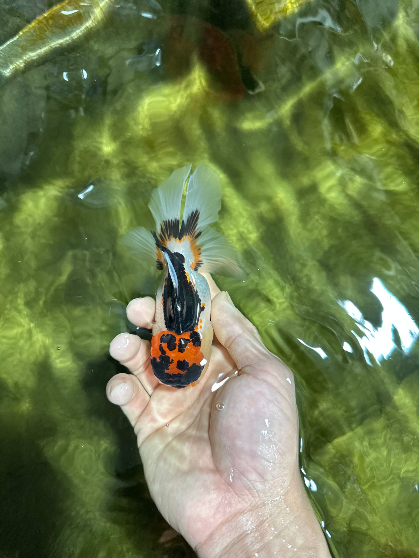 🌋 A Grade Tricolor Oranda Female 4.5 inches #041825OR_15