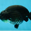 AAA Grade Black Ranchu Male 4.5-5 inches #052325RC_17