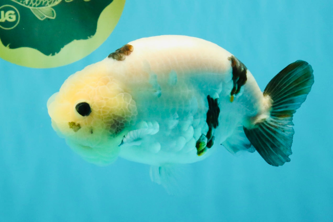 Cow Chinese Ranchu Female 5.5 inches #032026RC_29