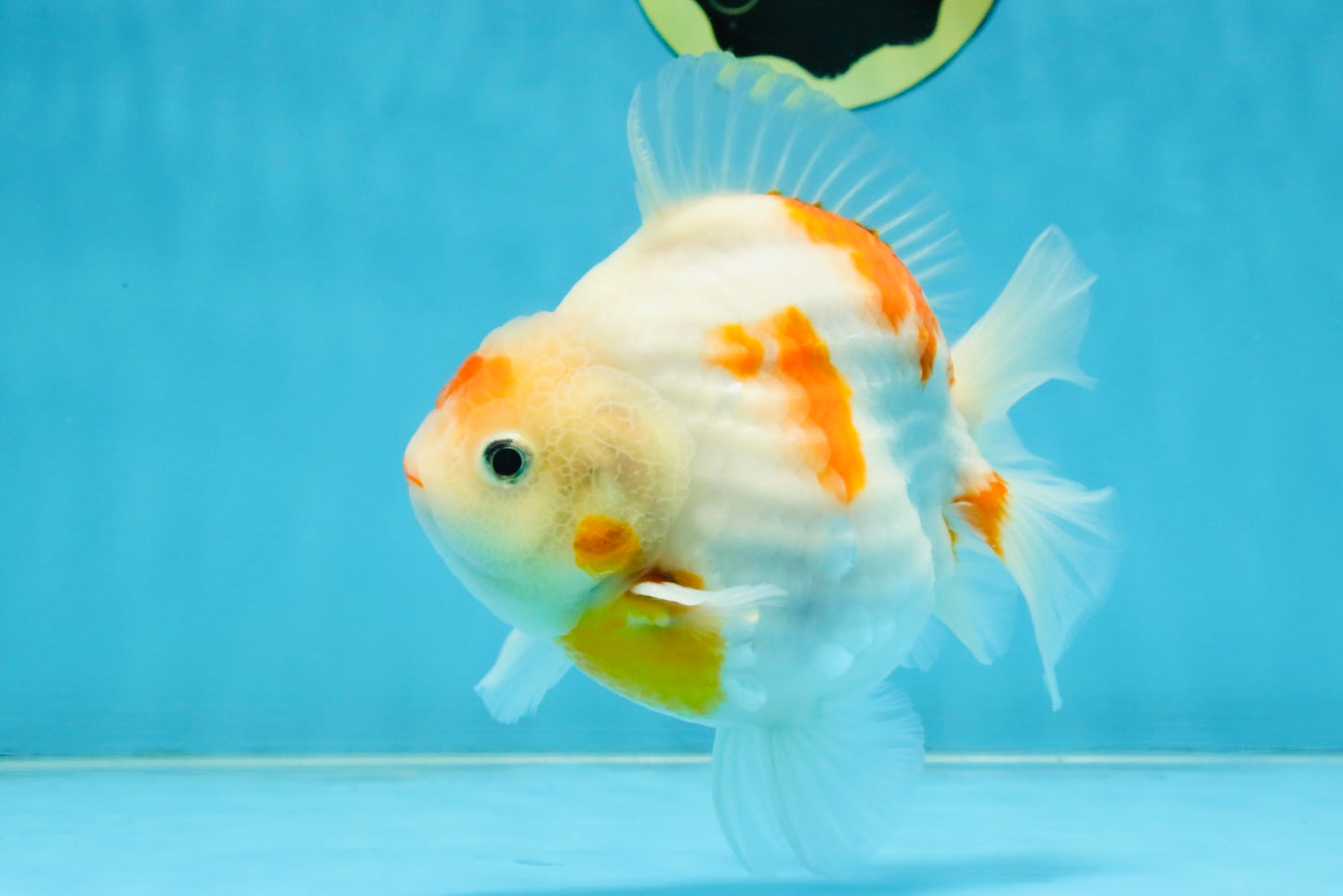 AAA Grade Godzilla Sakura Yuanbao Male 5-5.5 inches #112825YB_18