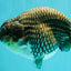 A Grade Blue Ranchu Male 6.5-7 inches #101626RC_24