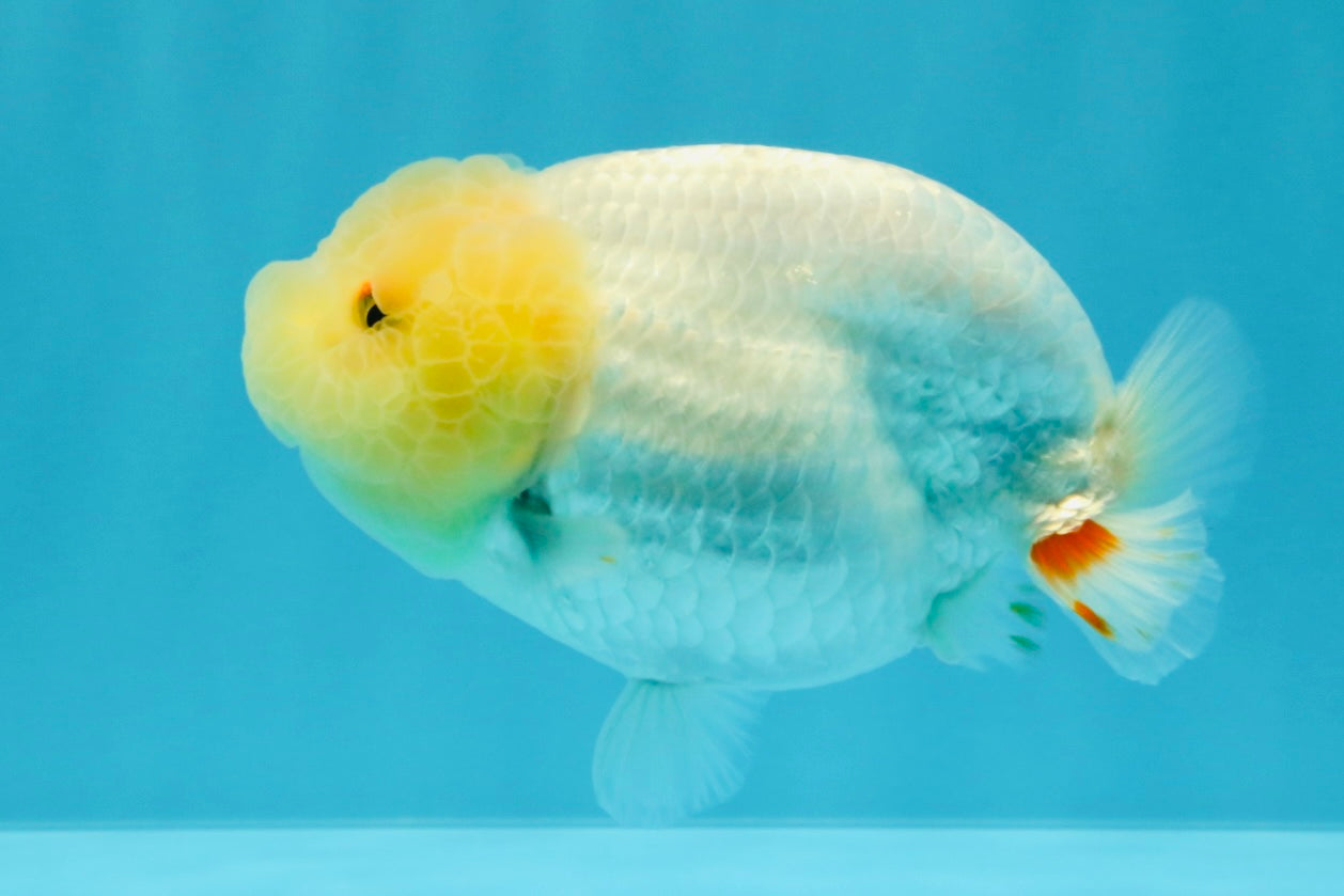 A Grade Dragon Head White LionQueen 4-4.5 inches #022726LC_25