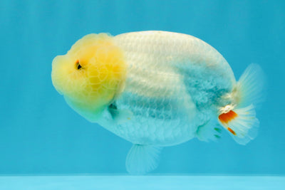 A Grade Dragon Head White LionQueen 4-4.5 inches #022726LC_25