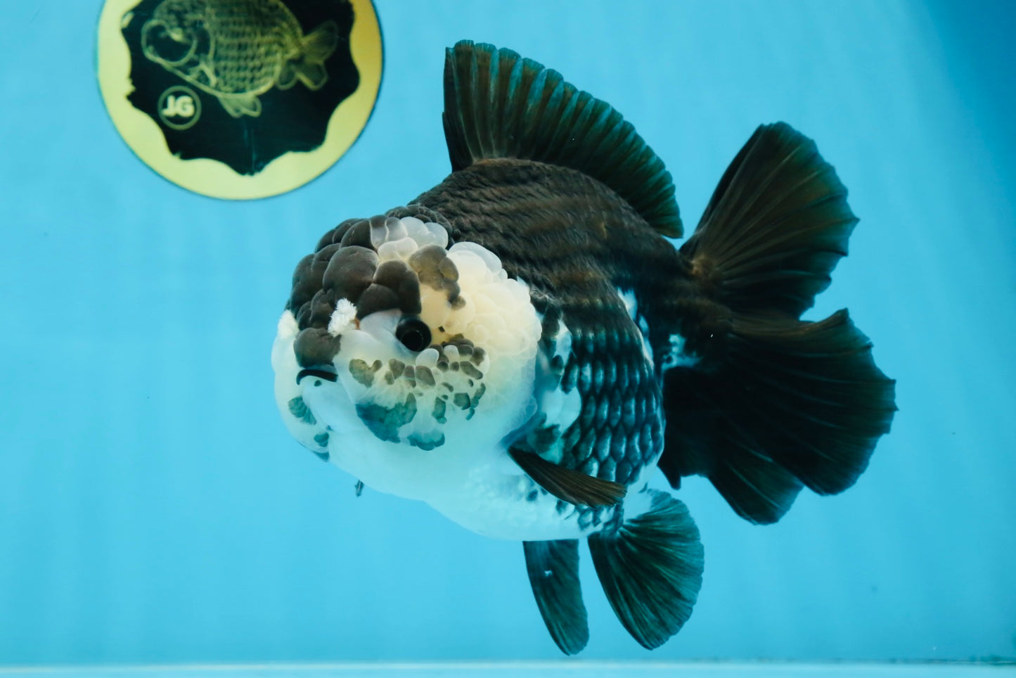 AAA Grade FLUFFY Panda Yuanbao Female 6-6.5 inches #100325YB_05