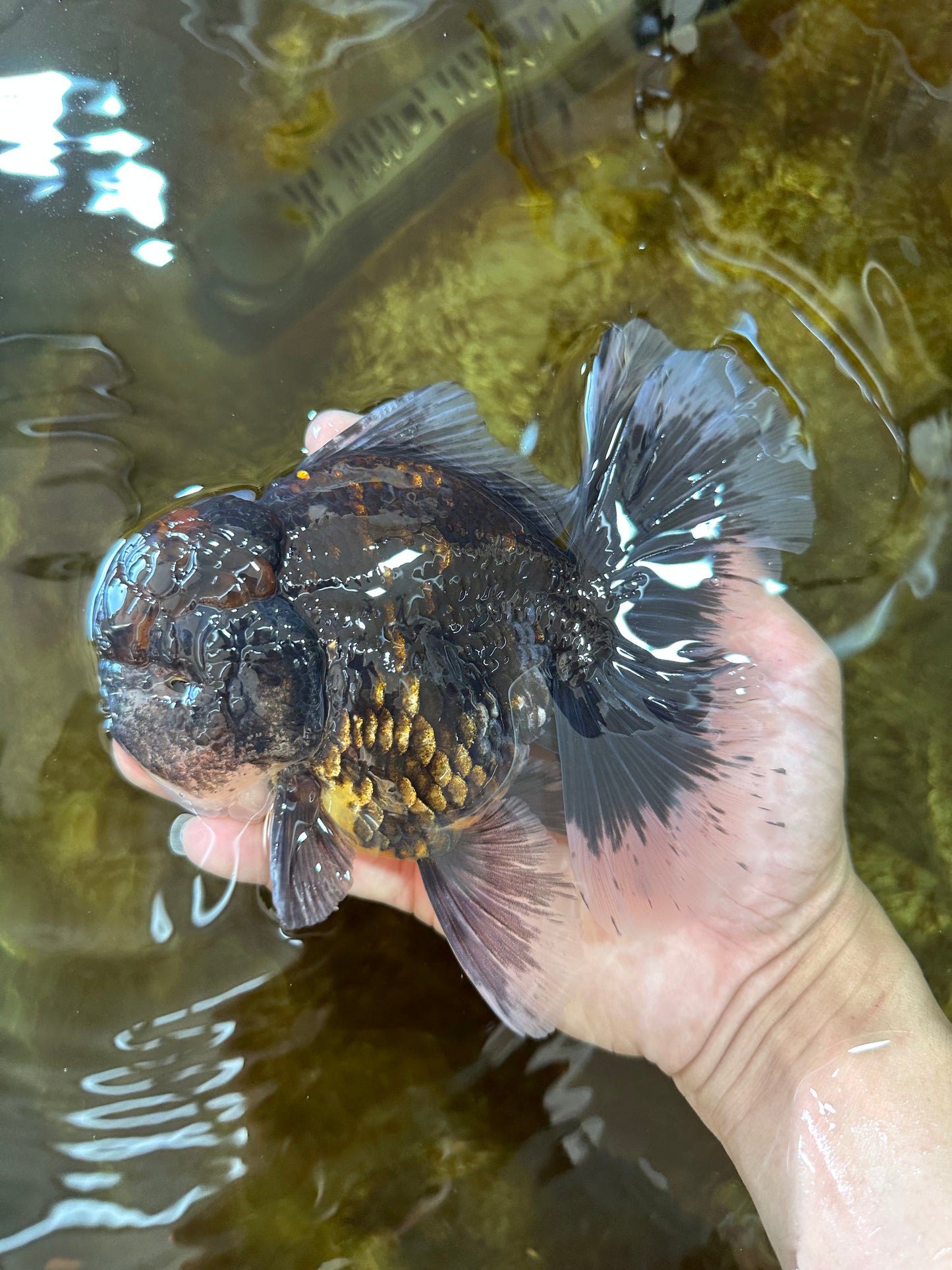 AAA Grade Young Godzilla Sakura Kirin Oranda Male 6 inches #081525OR_11