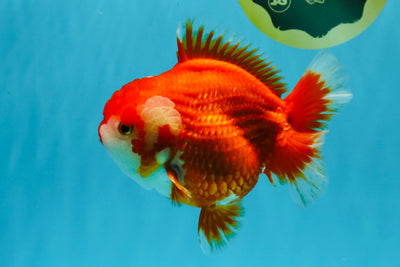 CHUBBY AAA Grade Red White Yuanbao Female 5.5 inches #041026YB_23