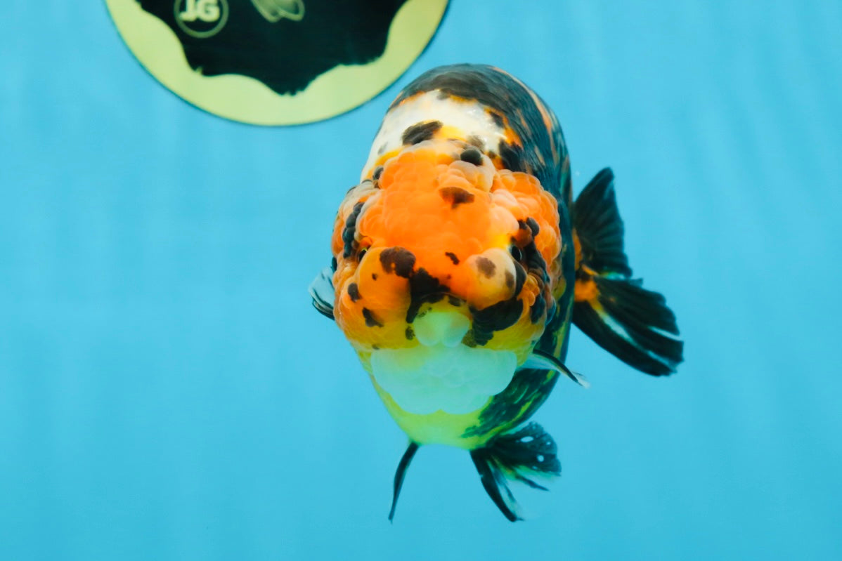 AAA Grade Calico Tiger Chinese Ranchu Male 5 inches #101025RC_19