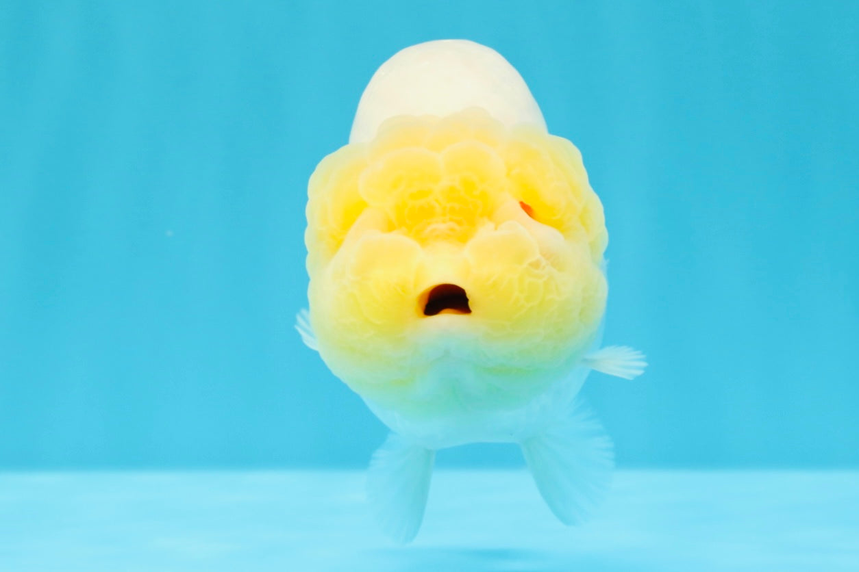 ADORABLE A Grade White LionQueen 4.5-5 inches #022026LC_13