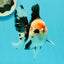 AAA Grade Pom-poms Tricolor Oranda Male 5.5 inches #102524OR_09