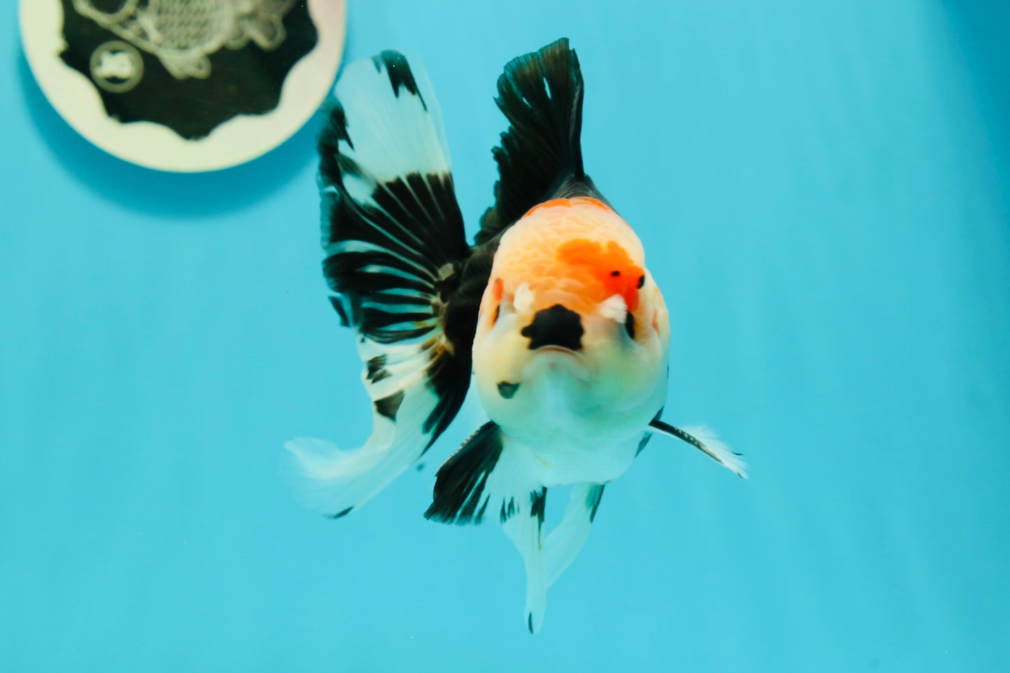 AAA Grade Pom-poms Tricolor Oranda Male 5.5 inches #102524OR_09