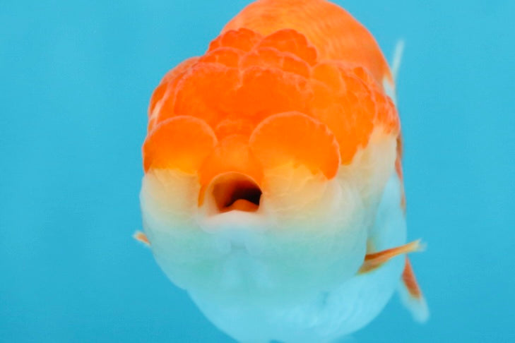 AAA Grade Red White LionQueen 4 inches #101725LC_10