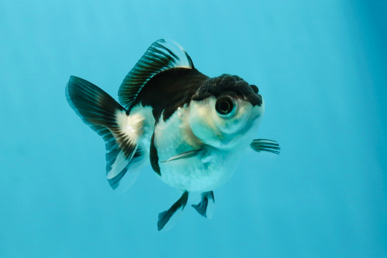 Panda Oranda Female 2.5-3 inches #1004OR_25