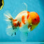 AAA Grade Godzilla Kohaku Sakura Oranda Male 5-5.5 inches #050925OR_56