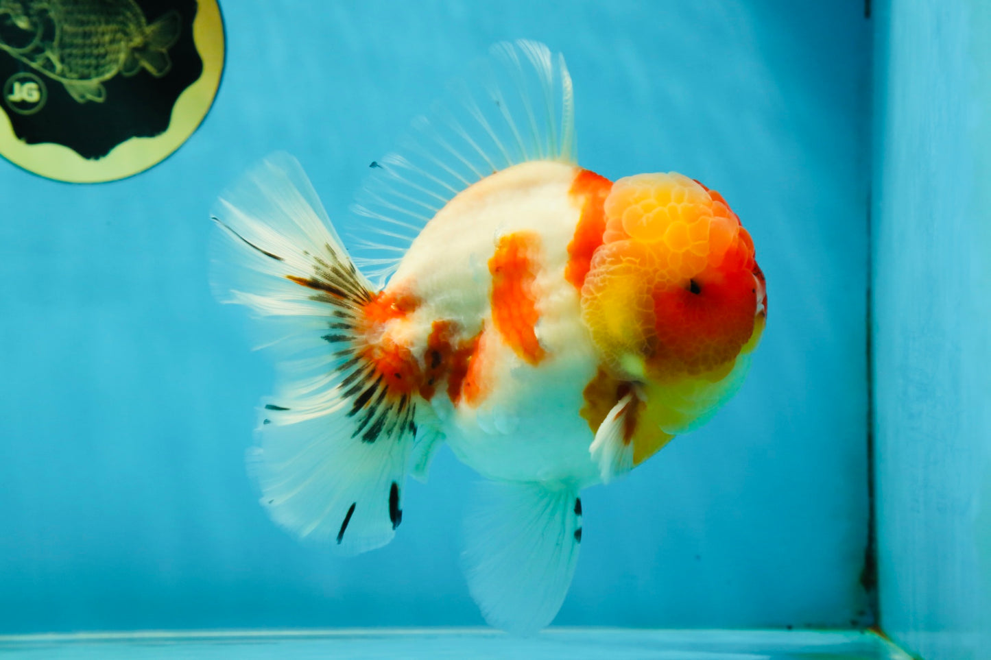 AAA Grade Godzilla Kohaku Sakura Oranda Male 5-5.5 inches #050925OR_56