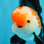 A Grade Tricolor Oranda Male 5-5.5  inches #032726OR_12