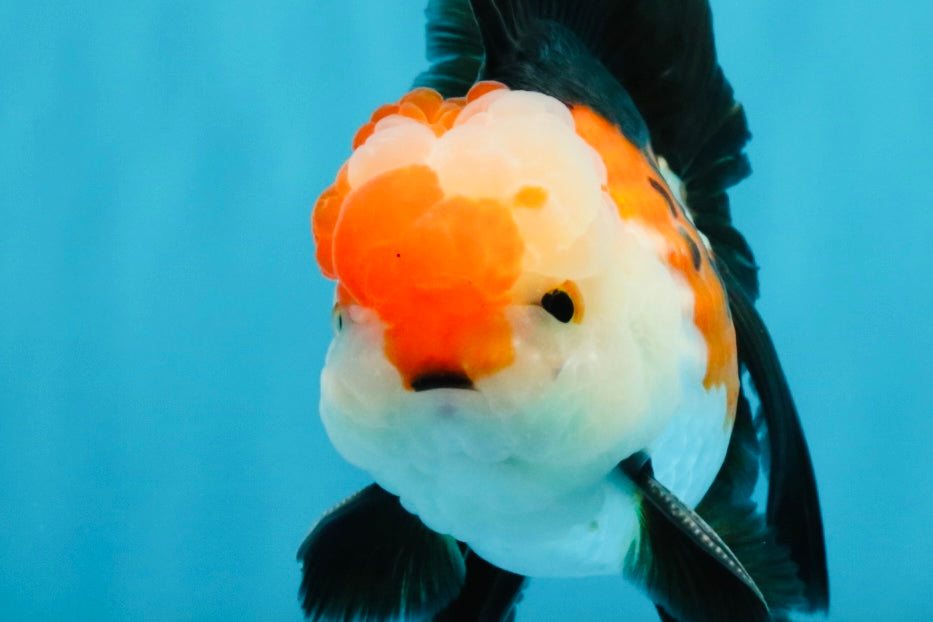 A Grade Tricolor Oranda Male 5-5.5  inches #032726OR_12