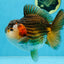A Grade CHUBBY Tricolor Yuanbao Male 5.5-6  inches #100325YB_03