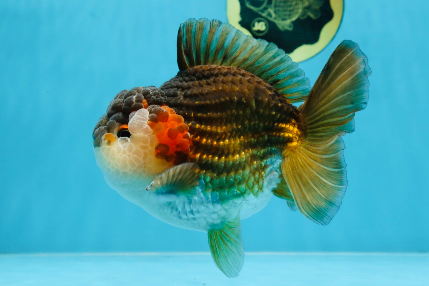 A Grade CHUBBY Tricolor Yuanbao Male 5.5-6  inches #100325YB_03