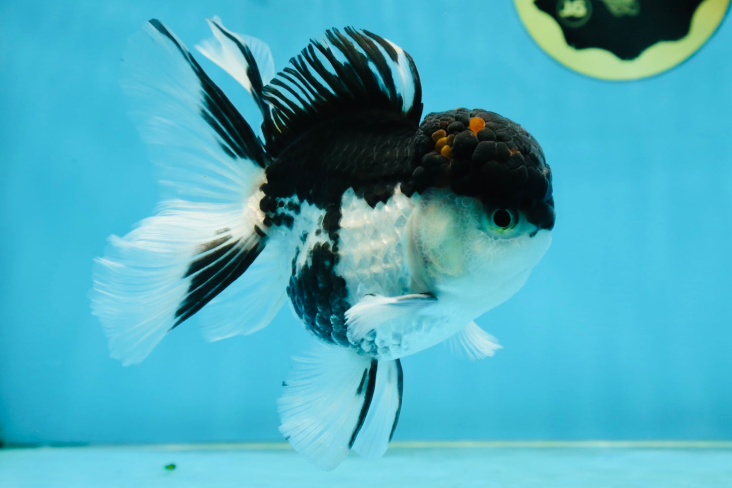 A Grade Tricolor Oranda Male 5-5.5 inches #062725OR_19
