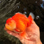 AAA Grade Red White Yuanbao Female 5-5.5 inches #061926YB_30