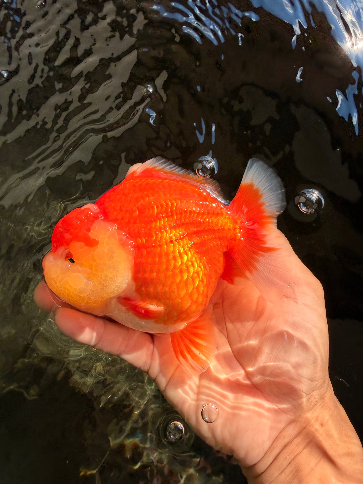 AAA Grade Red White Yuanbao Female 5-5.5 inches #061926YB_30