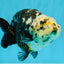 SPECIAL Chinese Ink Ranchu Male 5.5 inches #041026RC_21