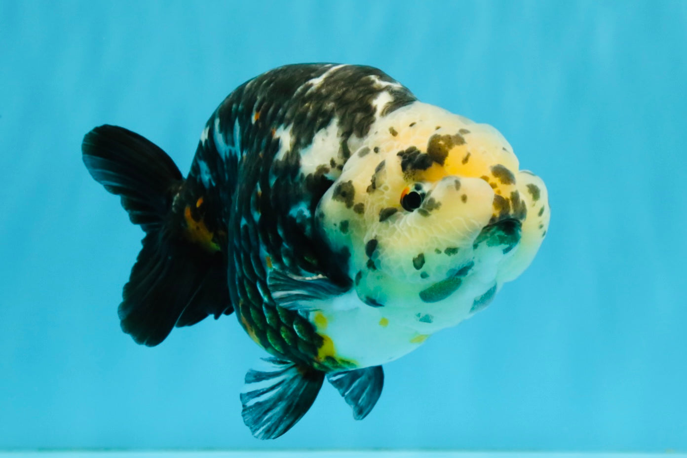 SPECIAL Chinese Ink Ranchu Male 5.5 inches #041026RC_21