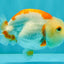 ADORABLE Kohaku Red White Lionchu Female 4 inches #081426LC_15