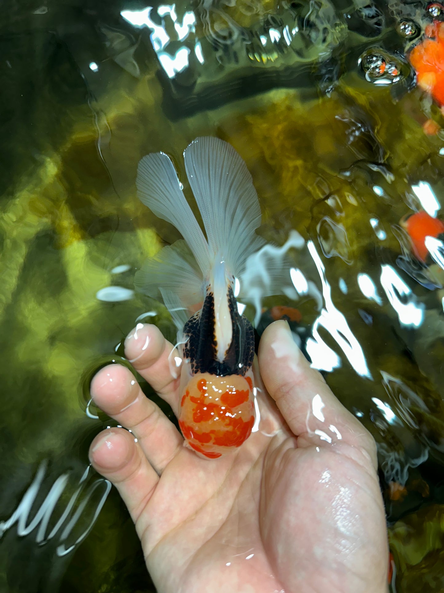 A Grade Young Tricolor Oranda Male 4.5 inches #061325_05