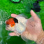 A Grade Tricolor Red Head Snow White Oranda Female 5.5 inches #0531OR_17