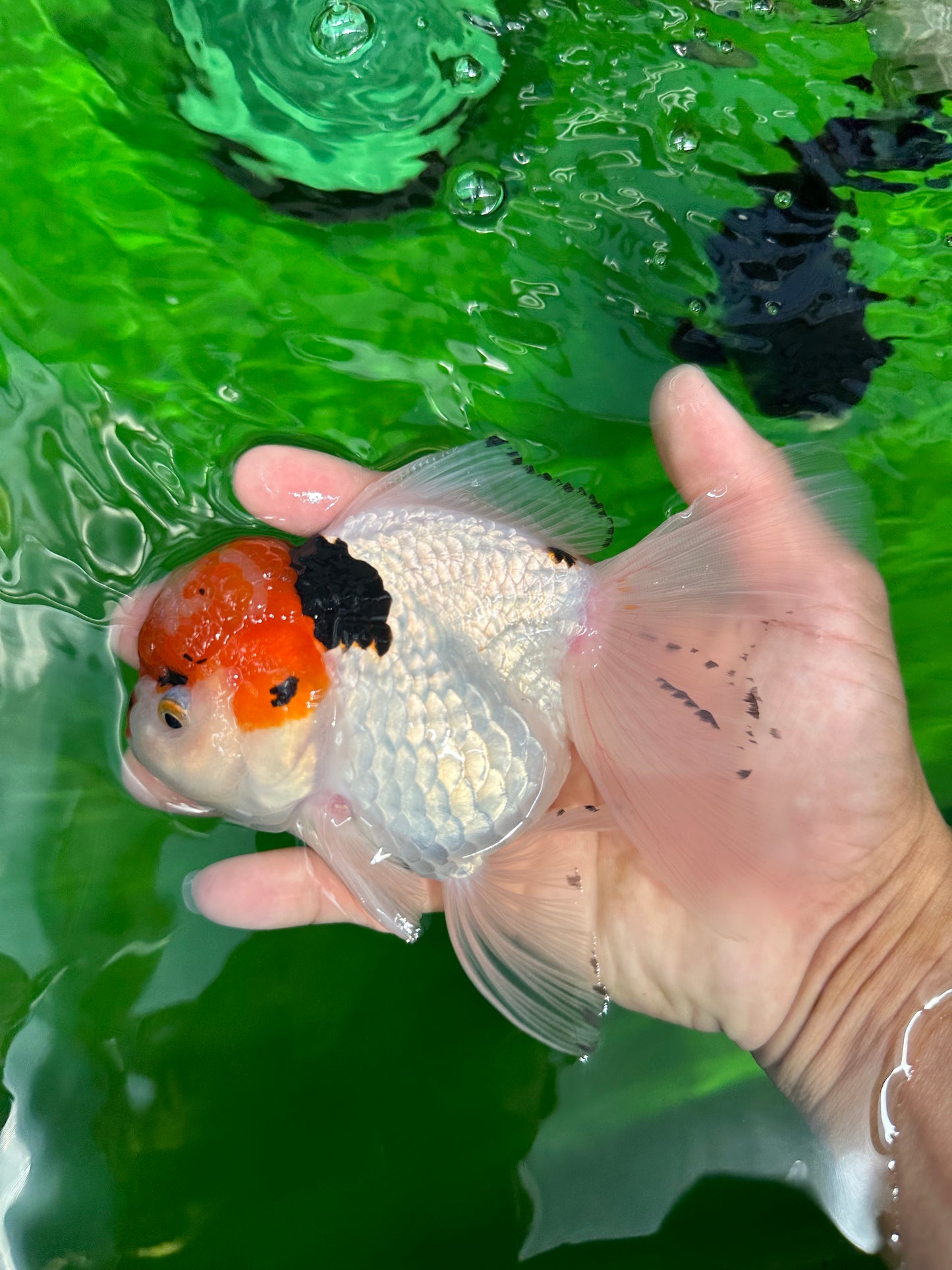 A Grade Tricolor Red Head Snow White Oranda Female 5.5 inches #0531OR_17