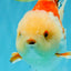 CHUBBY A Grade Red White Yuanbao Male 6 inches #041026YB_26