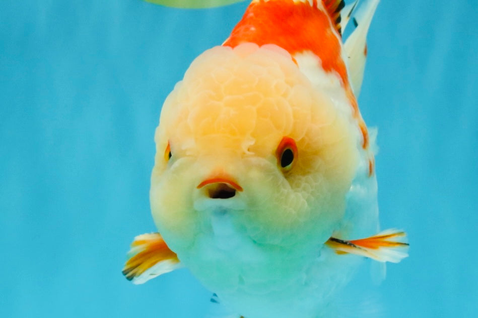 CHUBBY A Grade Red White Yuanbao Male 6 inches #041026YB_26