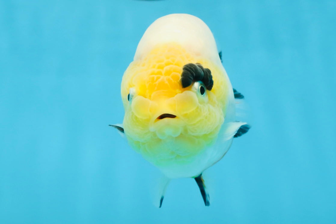 SPECIAL AAA Grade Chinese Cow Ranchu Female 5 inches #102425RC_06