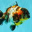 A Grade Showa Yuanbao Male 5.5-6 inches #082126YB_29