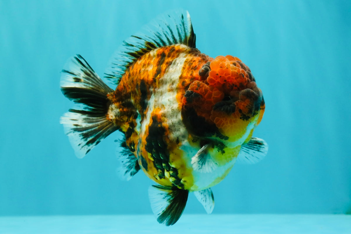 AAA Grade Calico Tiger Yuanbao Male 4.5 inches #100226YB_07