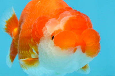 A Grade Red White LionQueen 4-4.5 inches #102425LC_17