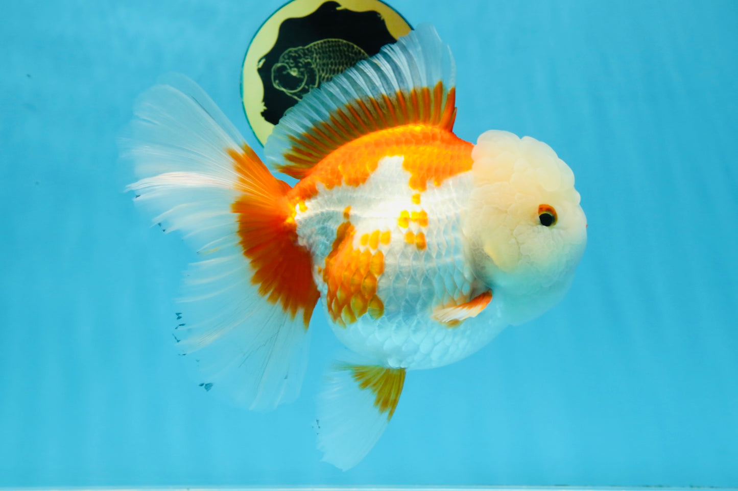 AAA Grade BEAUTY Red White Oranda Female 6.5 inches #100325OR_13
