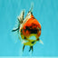 A Grade Tiger Oranda Female 5.5 inches #061926OR_28