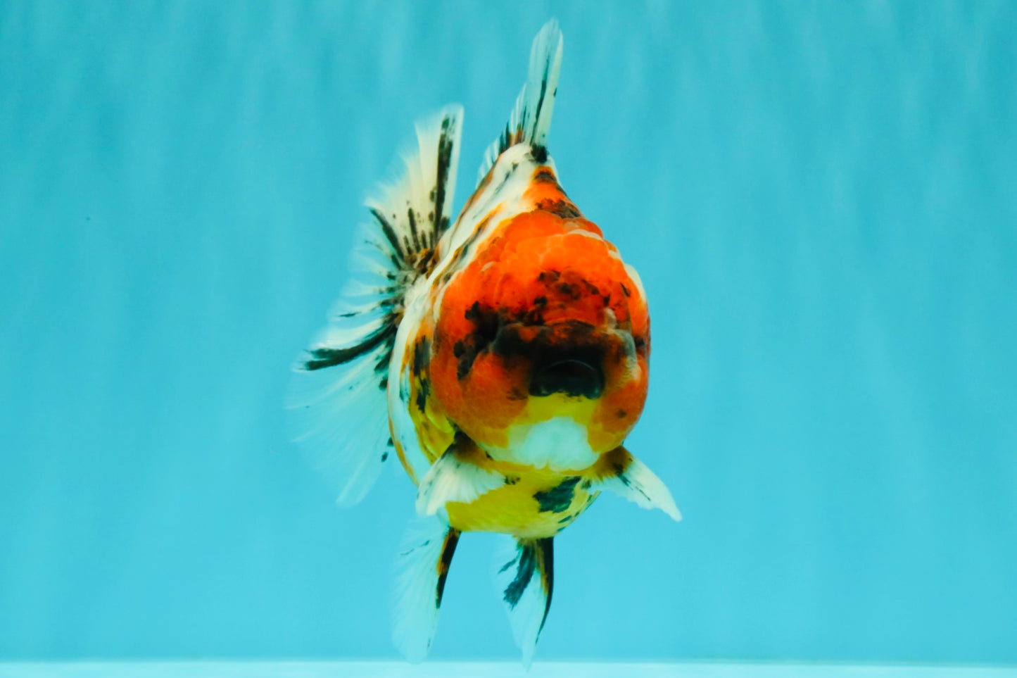 A Grade Tiger Oranda Female 5.5 inches #061926OR_28