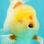 A Grade Red White Oranda Male 6 inches #102326OR_09