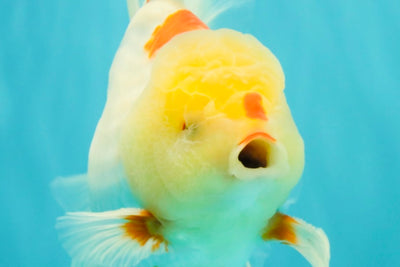 A Grade Red White Oranda Male 6 inches #102326OR_09